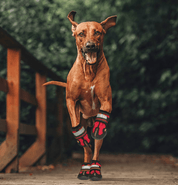 HenriPaws | Anti-Slip Dogs Boot